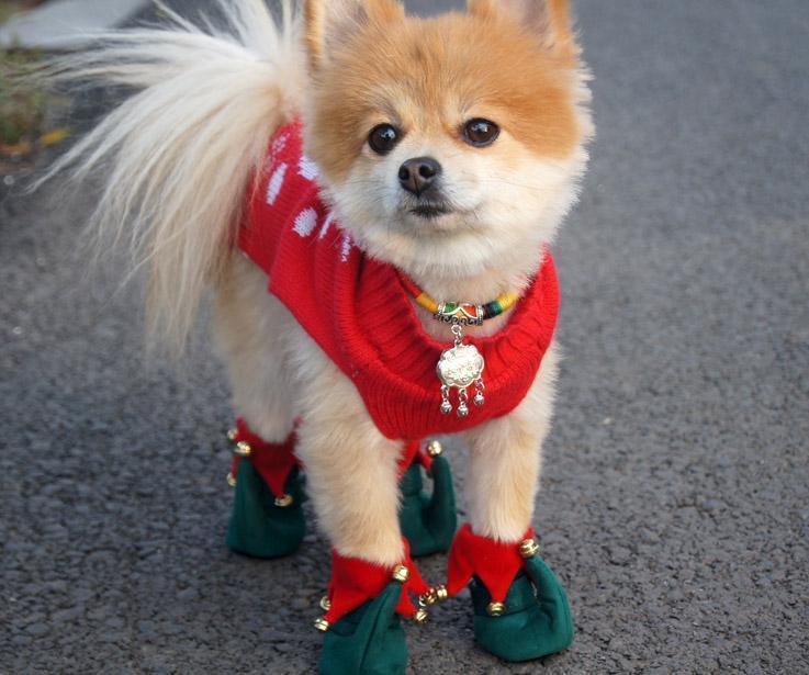 【即納】エルフさんのお靴 - 愛犬へのプレゼントなら、MaRest. Doggo Tokyo/マレスト. ドーゴ トウキョウ