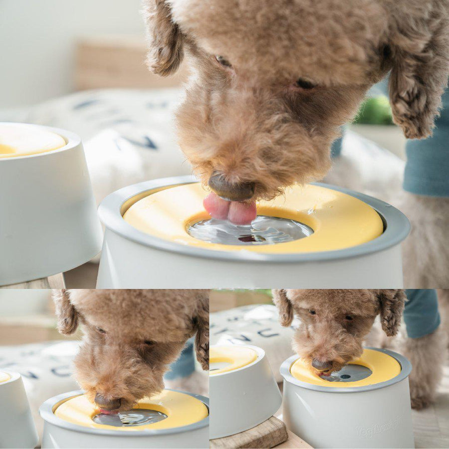 【Yogi】Water Bowl - 愛犬へのプレゼントなら、MaRest. Doggo Tokyo/マレスト. ドーゴ トウキョウ